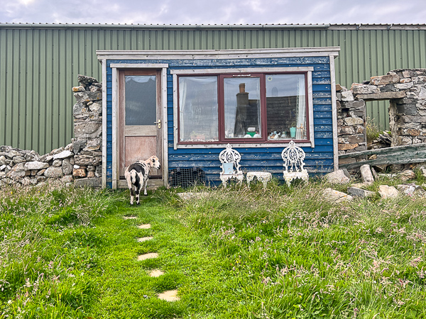 Weird After Shearing | My Shetland