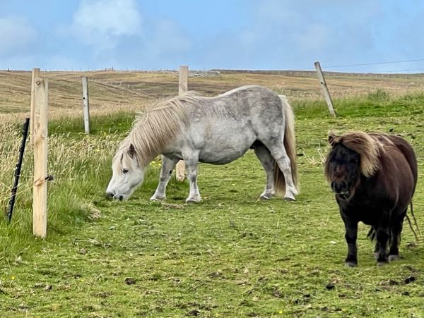 A Bit More | My Shetland