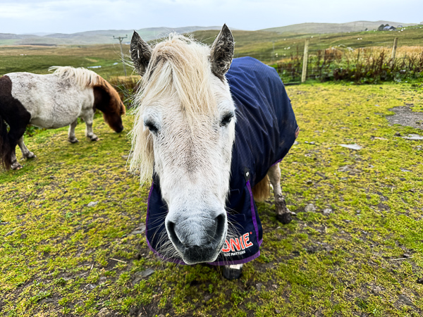 A Day of Shite | My Shetland