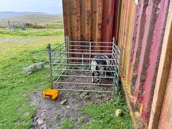 Animal Crackers | My Shetland