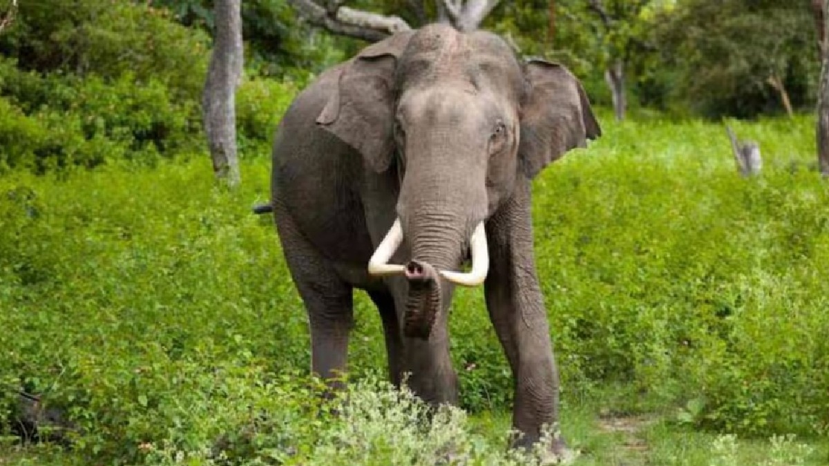 Chhattisgarh’s human-animal conflict: Role of Lantana Camara, rising elephant attacks