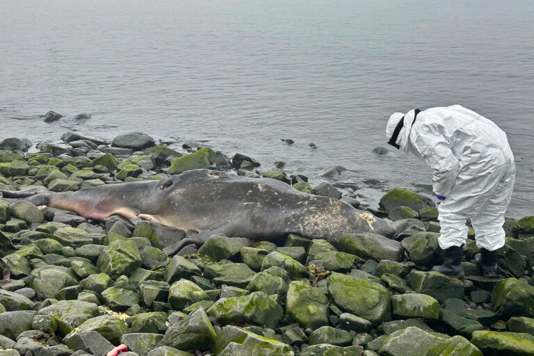 More than 95% of southern elephant seal pups (Mirounga leonina) born in 2023 perished in that year from the deadly outbreak of avian influenza.