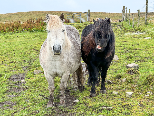 Dentist and Shopping | My Shetland