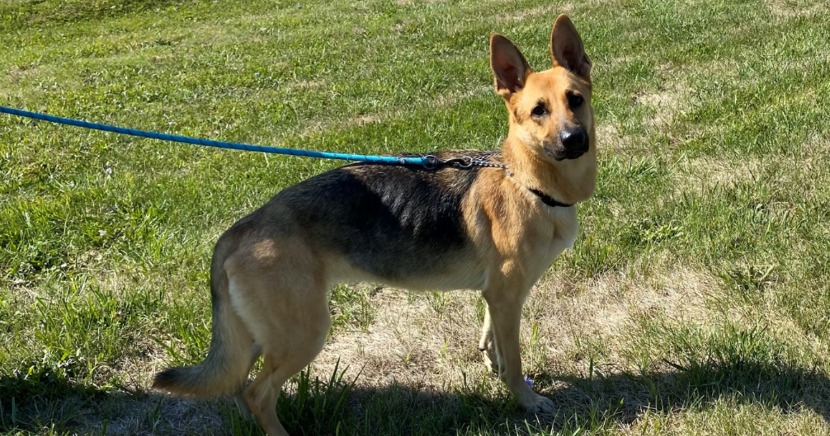 Fayette County animal shelter looking to identify man who dropped off undernourished dog