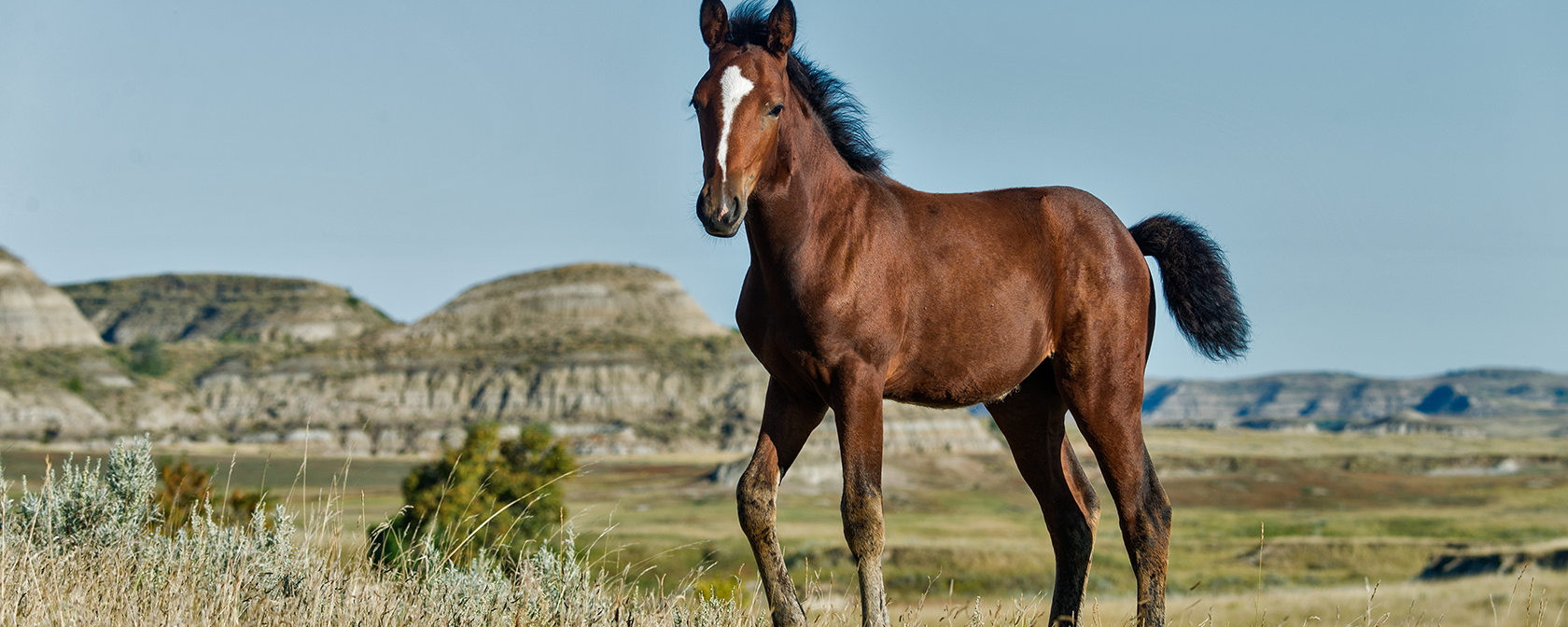 Federal agency must swiftly address contractor’s willful act of cruelty at Nevada wild horse gather