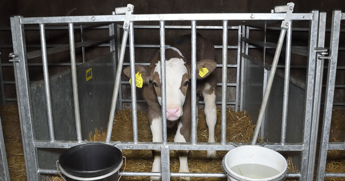 How the Dairy Industry Hurts Cows