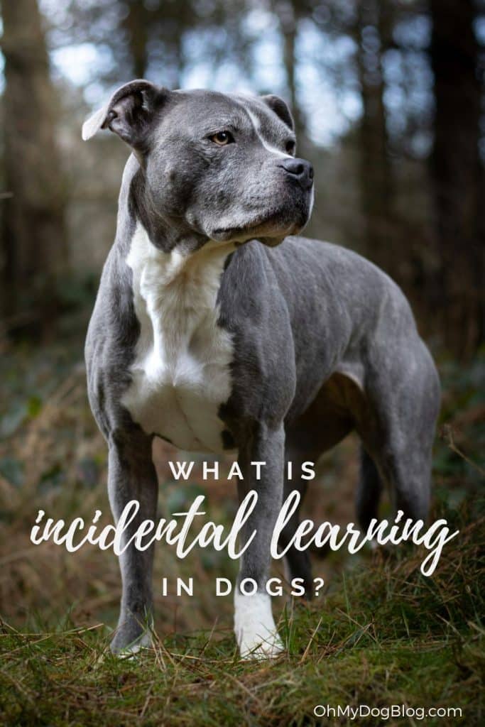 Incidental Learning in Dogs – Oh My Dog!