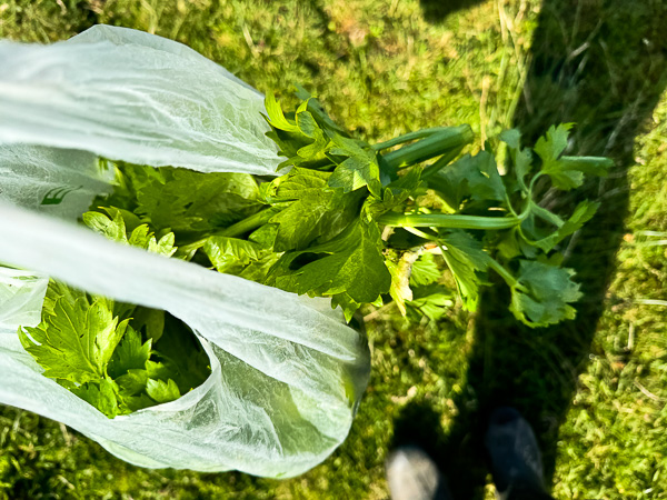 Last of the Celery | My Shetland