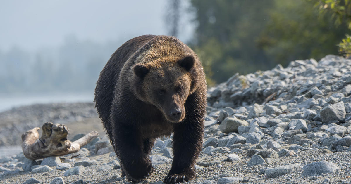 Man attacked by bear is accidentally shot trying to fend off animal in Alaska