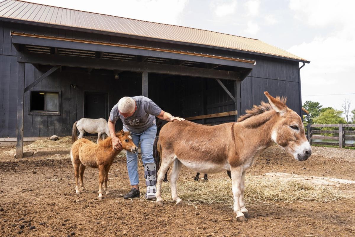 Mini farm animals are adorable. There's also a growing demand for them