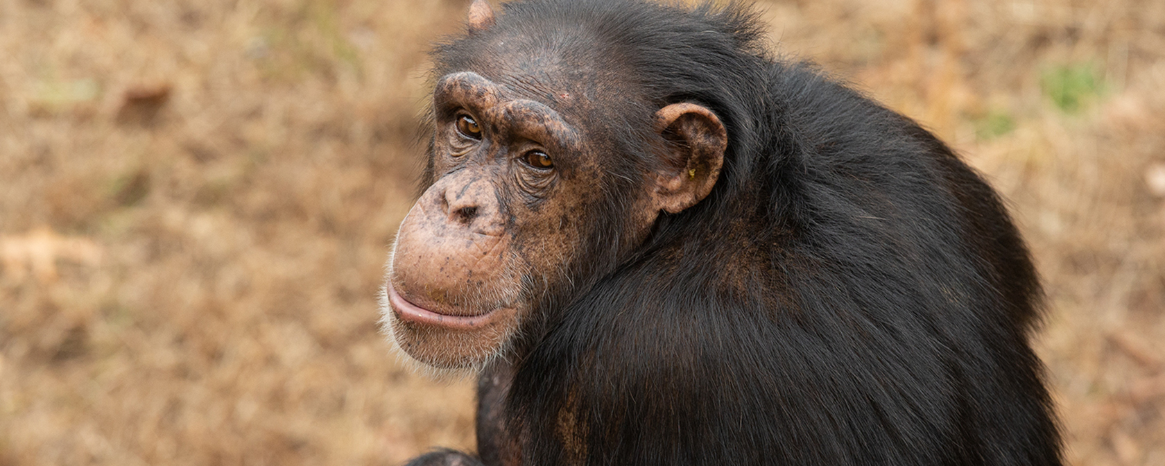 New HBO documentary shines light on chimps kept captive as pets