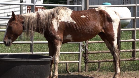 Over 160 Animals Seized in Animal Neglect Case at Property on Taylor Hawks Road – WBKB 11