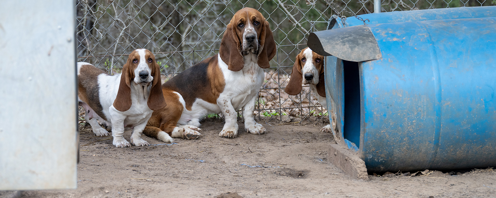 Progress! 15 ‘Horrible Hundred’ puppy mills shut down or penalized so far this year