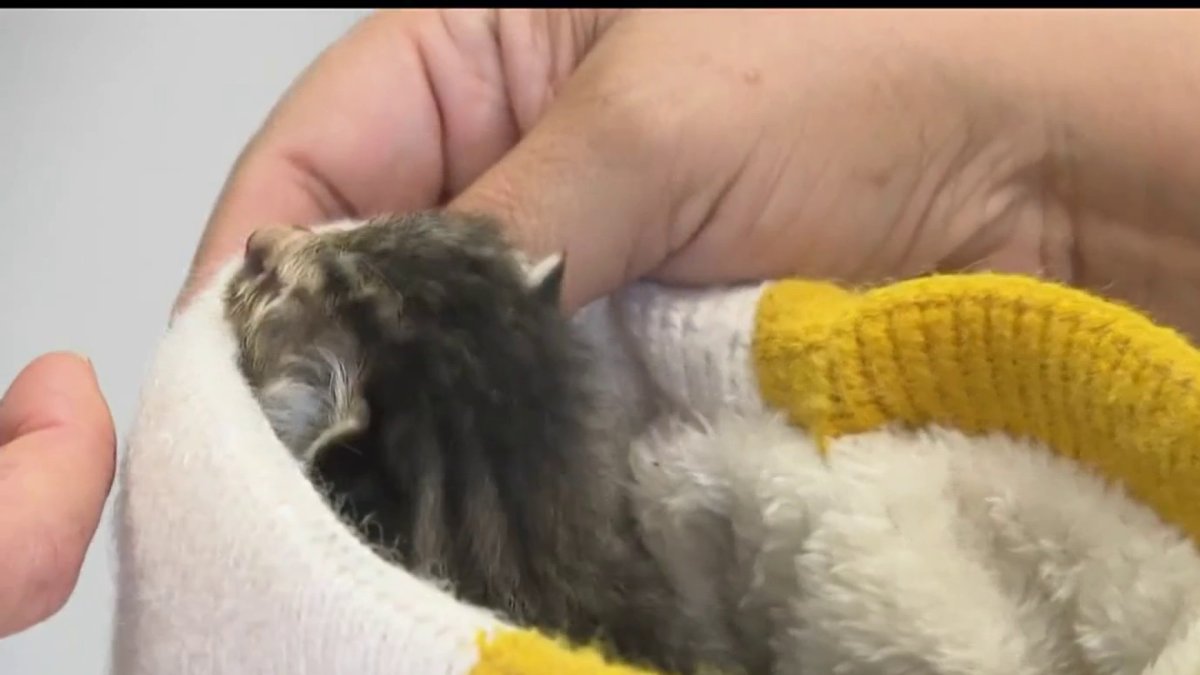 Seal Beach rescue preps “kitten kits” for local shelters – NBC Los Angeles