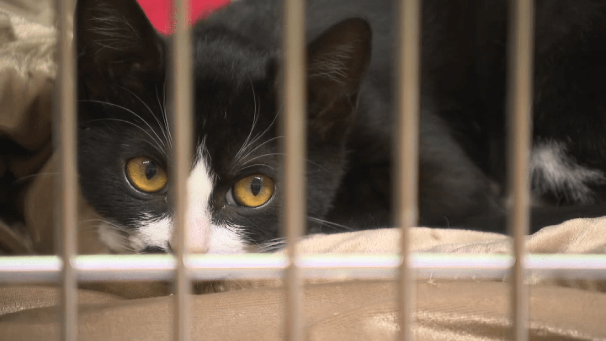 See which animals are up for adoption at OC Animal Care – NBC Los Angeles