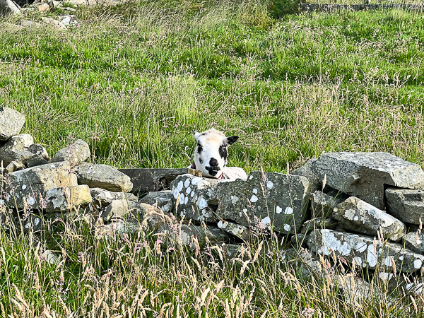 Splurging in Town | My Shetland