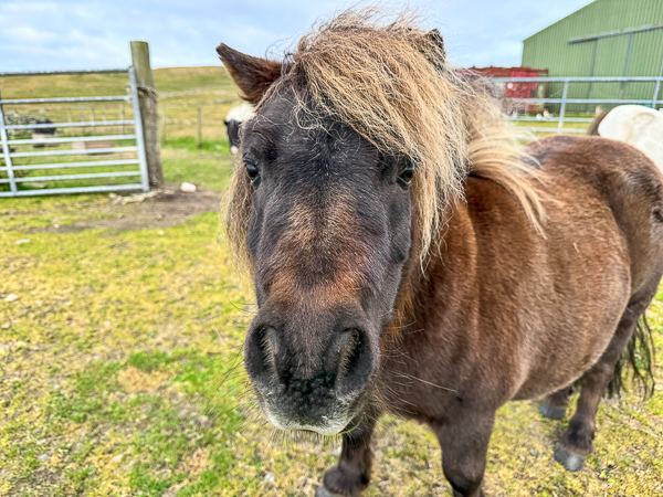 Strange little girl | My Shetland