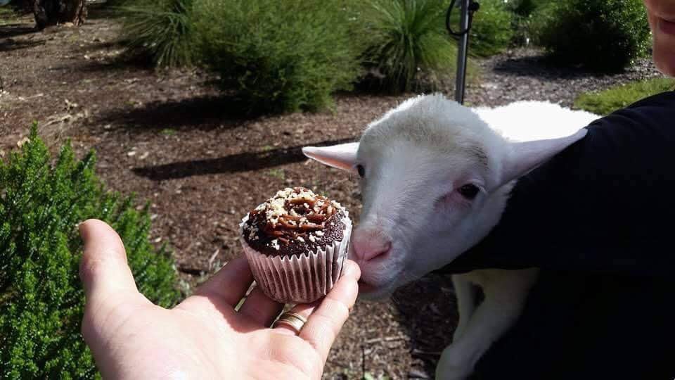 TODAY Bunnings Bakesale – Ellenbrook – 10am until 1pm