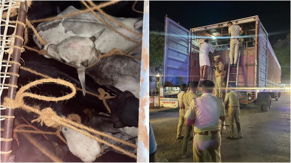 Tamil Nadu cops bust cattle smuggling gang in Chengalpattu, 57 animals rescued – Tamil Nadu News