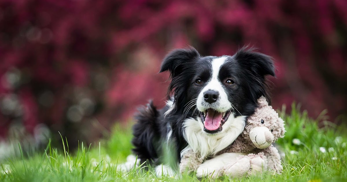 The Science of Making Your Dog Happy