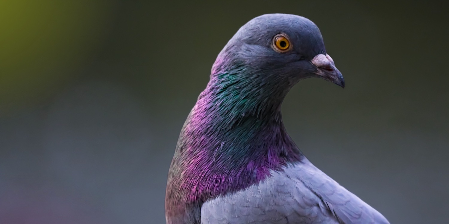 Understanding and Protecting Pigeons and Knowing Their History