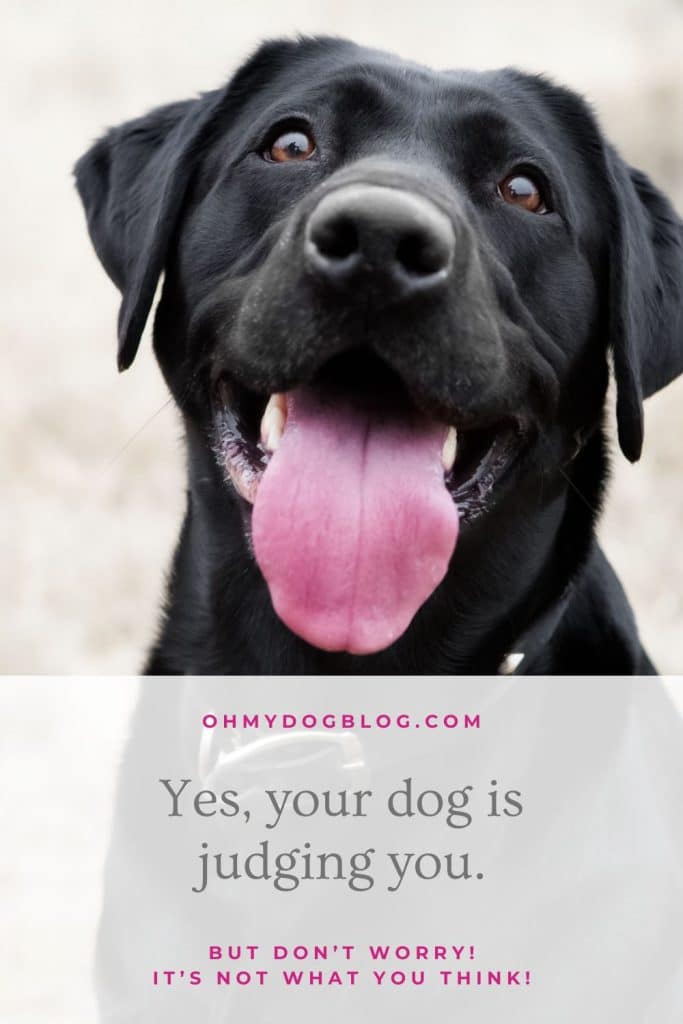 Yes, your dog judges you (Well, that is... if your dog is female)