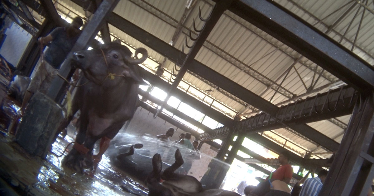 Animals milked dry before illegal slaughter, investigation shows