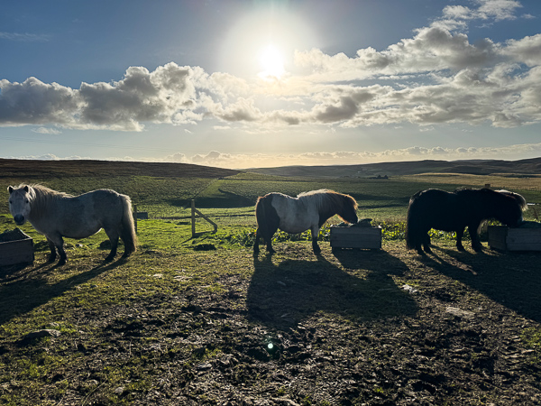 Asleep | My Shetland