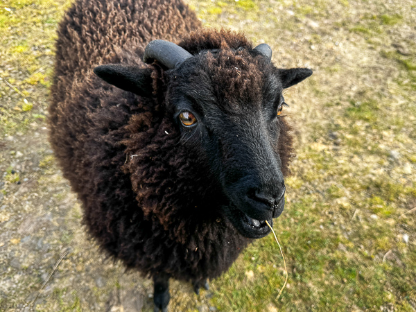 Carrots! | My Shetland