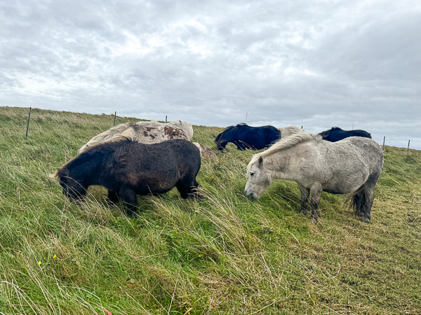 Come On, Chaps! | My Shetland