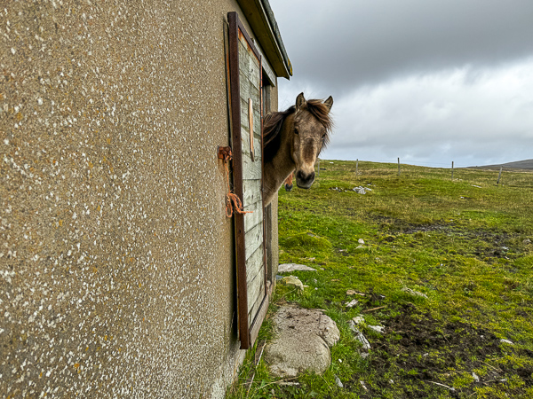 Kolka’s Shed | My Shetland