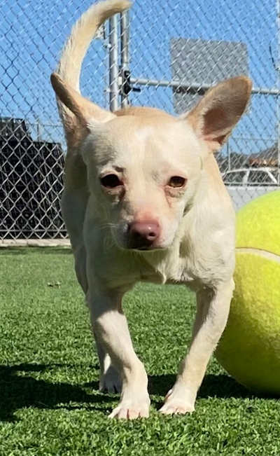 Lake County News,California - Clearlake Animal Control: ‘Nemo’ and the dogs