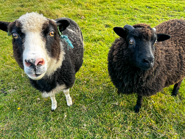 Lost Sheep | My Shetland