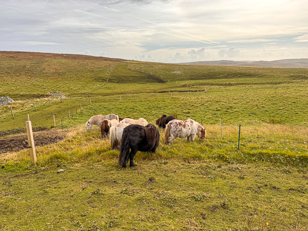 More Grass | My Shetland