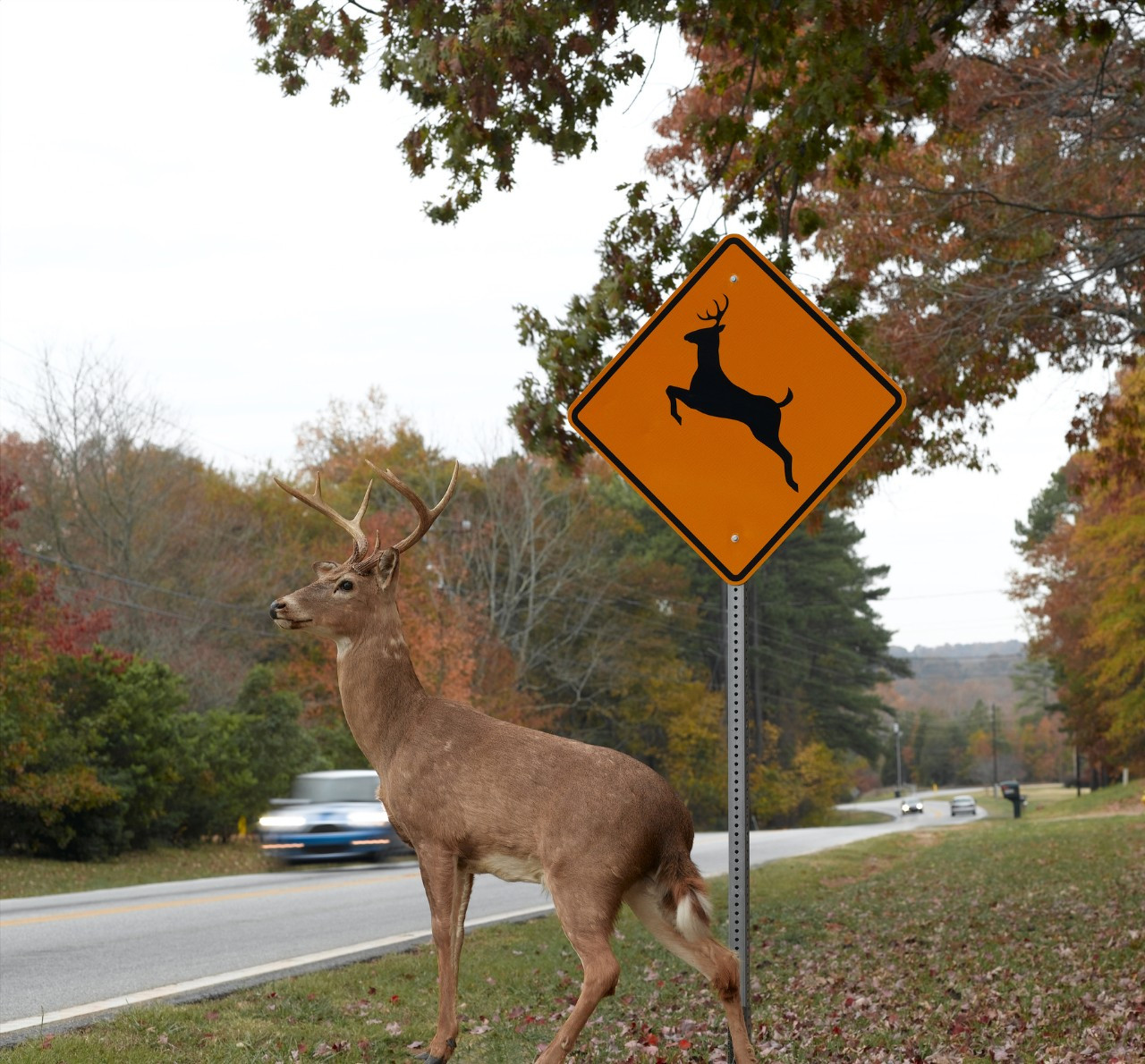 New State Farm® data reveals the likelihood of hitting an animal while driving in every state