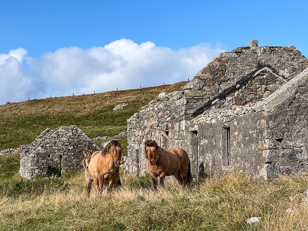 Part of their Flock | My Shetland