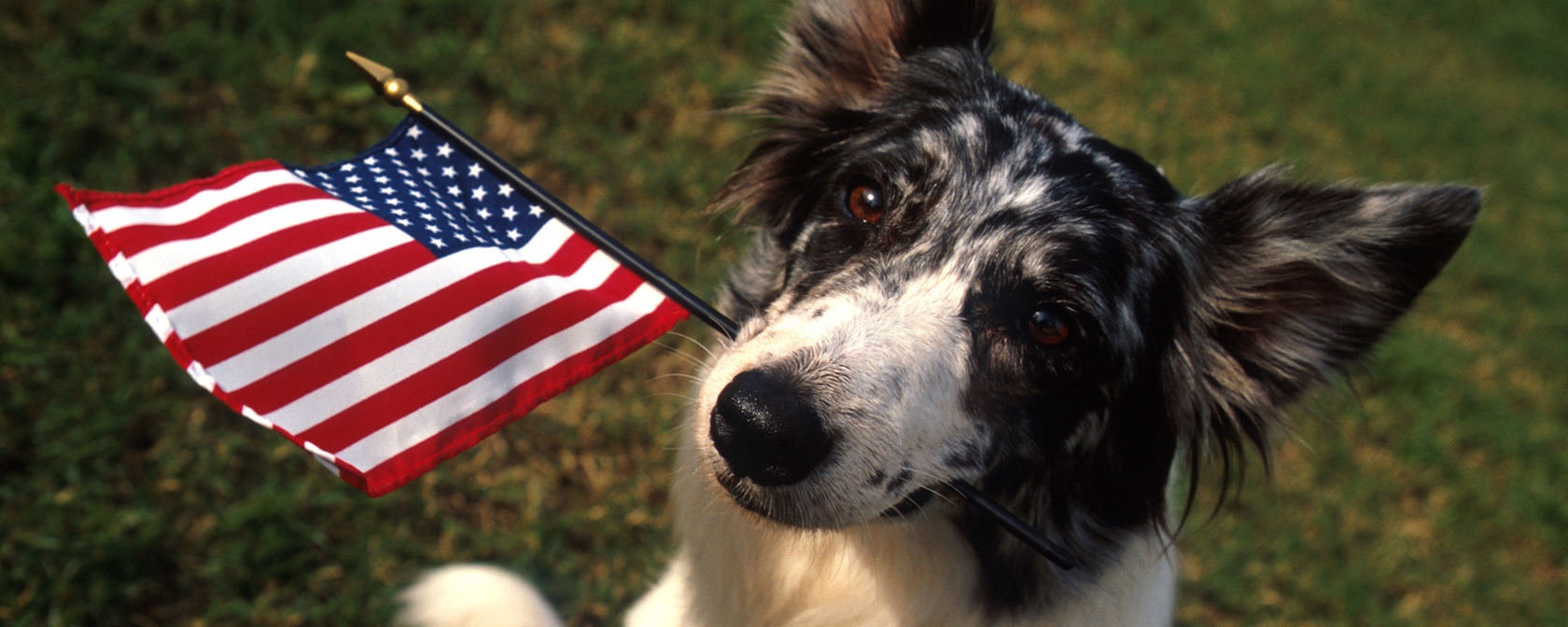 Remember: Animals can’t vote, so yours is the one that counts. Register today!