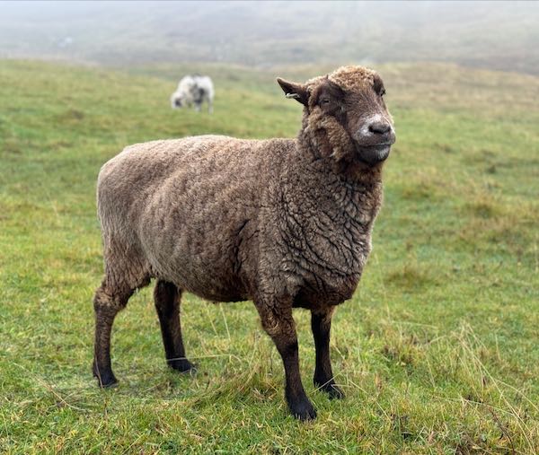 Sheep Together! | My Shetland