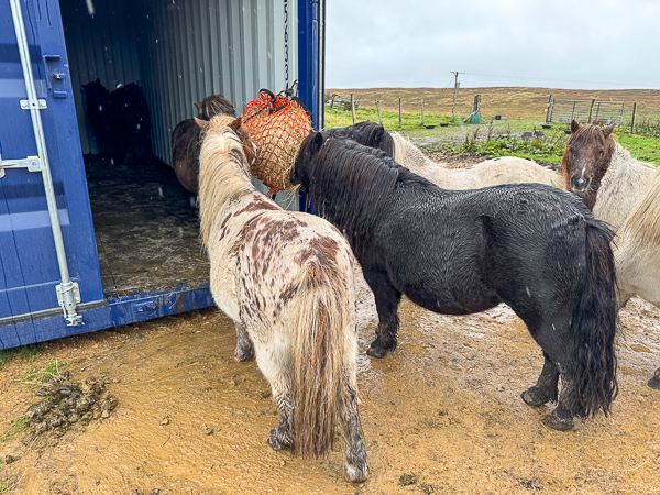 Their Own Choices | My Shetland