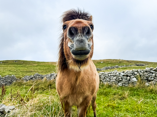 Visiting | My Shetland