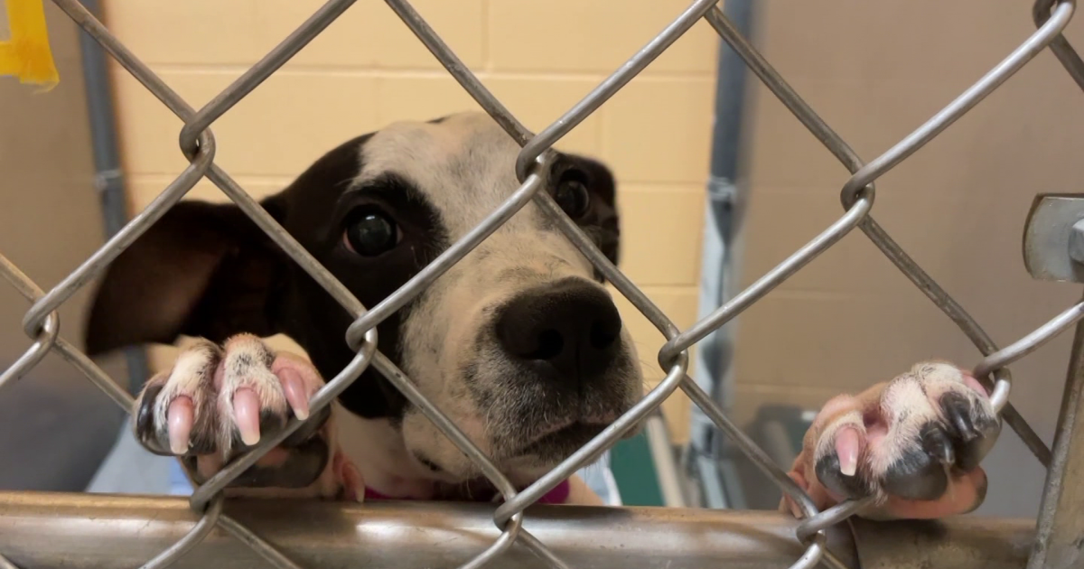 Local animal shelters prepare for 100+ animals impacted by Hurricane Helene