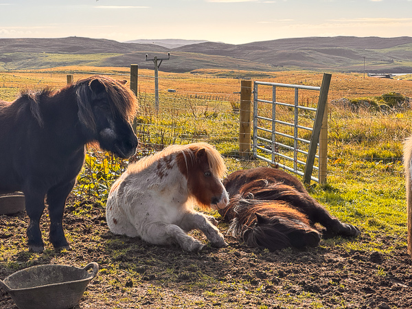 Sleeping in the Autumn Sunshine