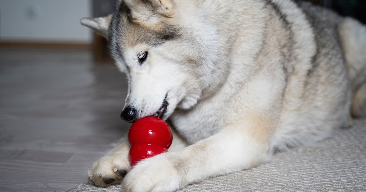 Two New Interviews with Zazie Todd about Anxious and Fearful Dogs