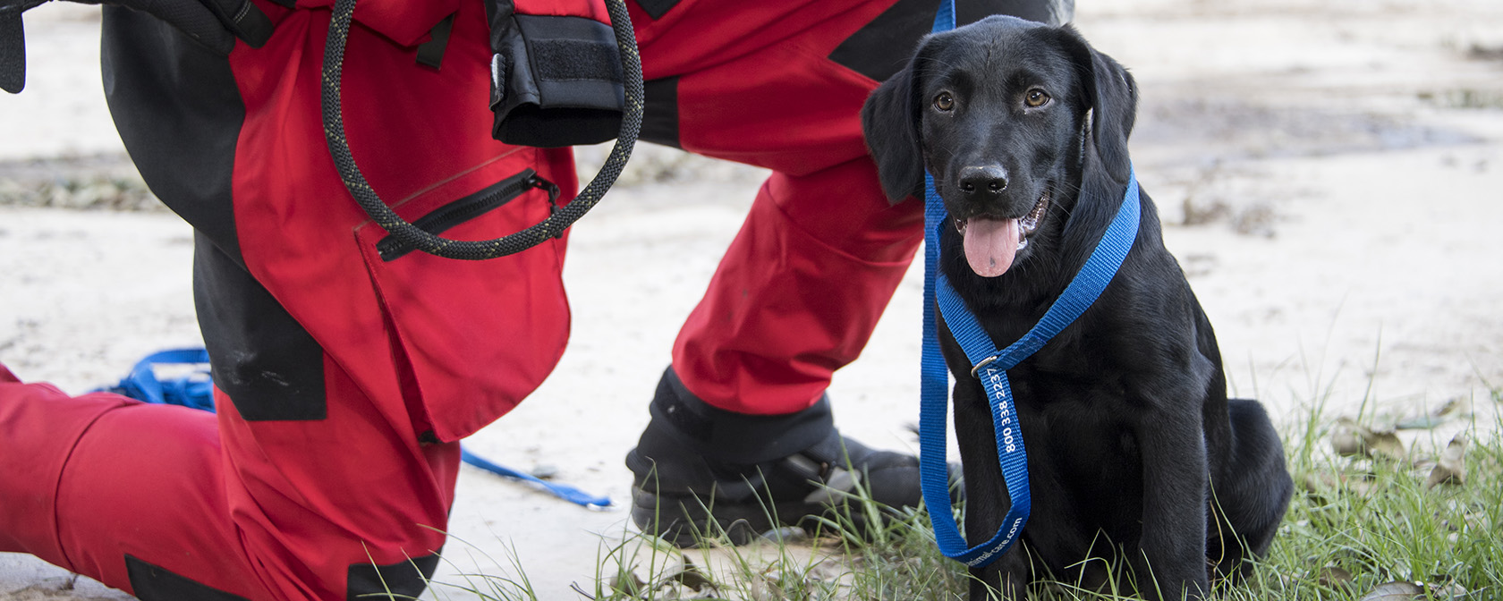 What it takes to save animals in the aftermath of disasters